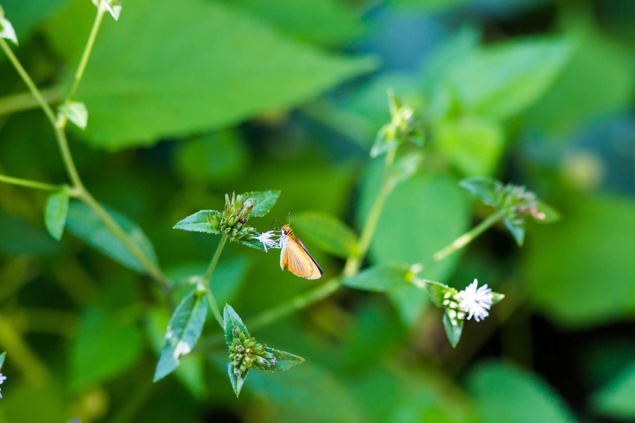 Image of Least Skipper