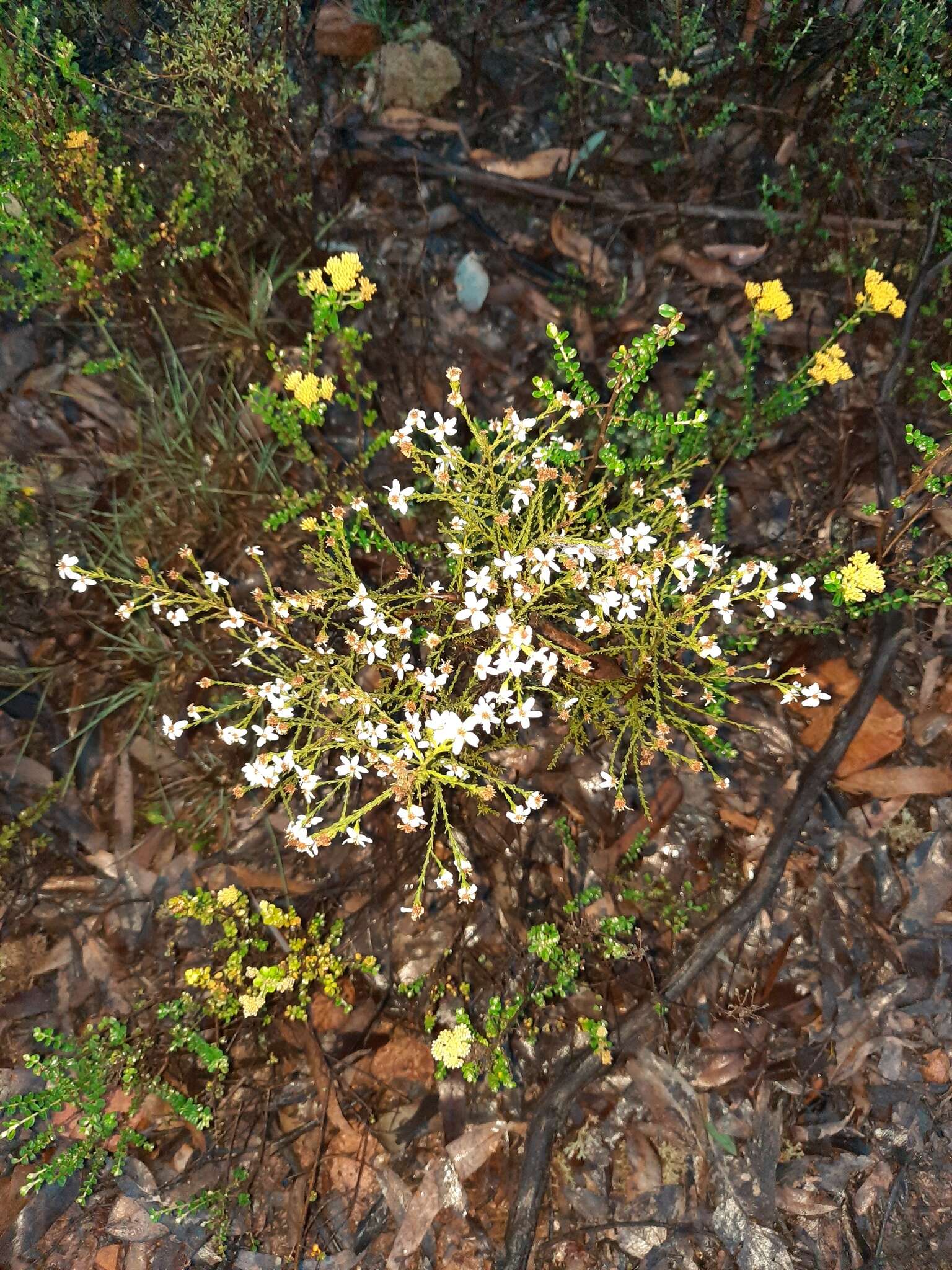 Image de Olearia teretifolia (Sond.) F. Müll.