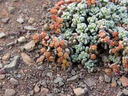 Image of Crassula corallina subsp. corallina