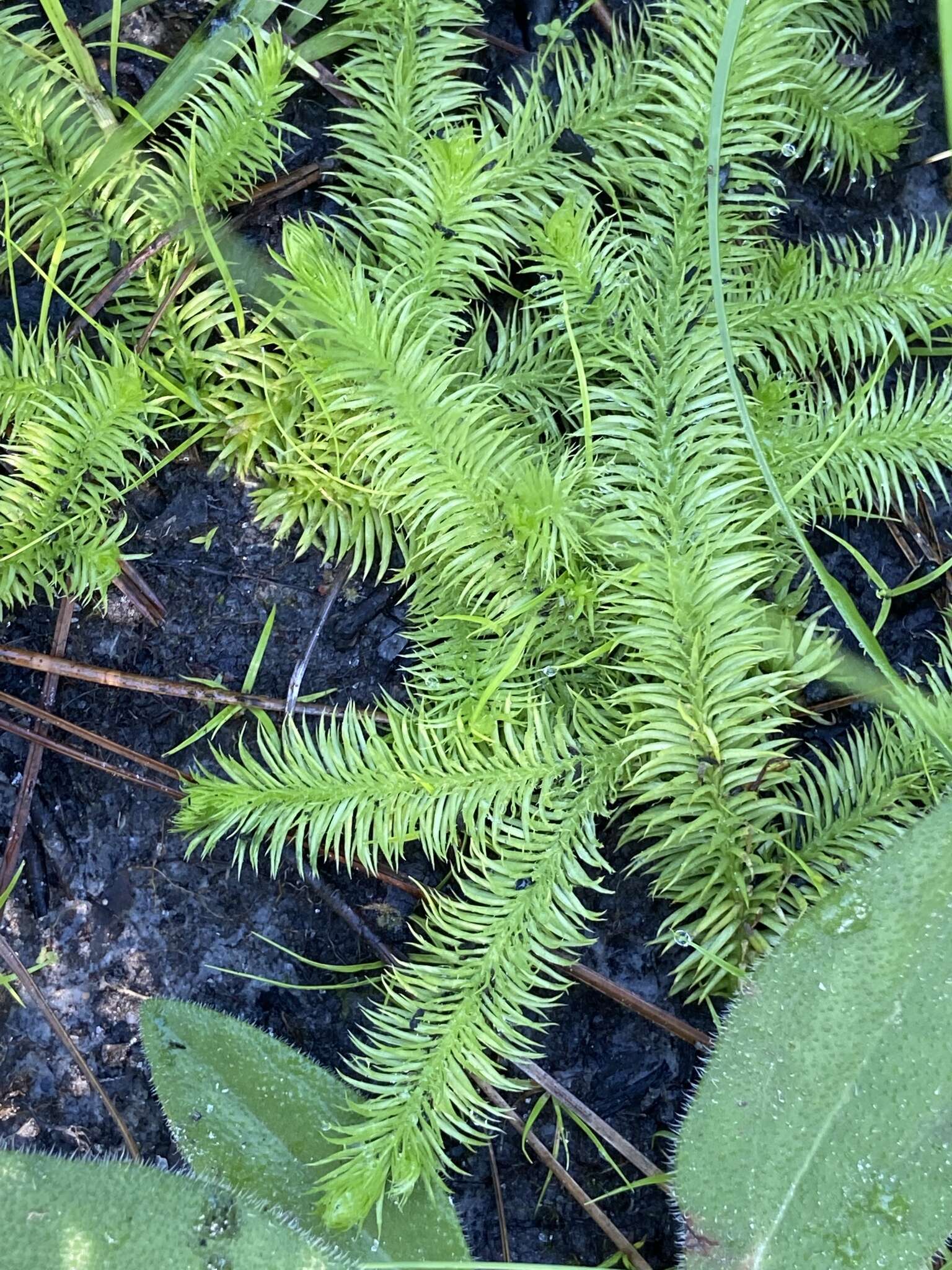 Image of Feather-Stem Club-Moss