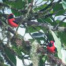 Image of Vermilion Tanager