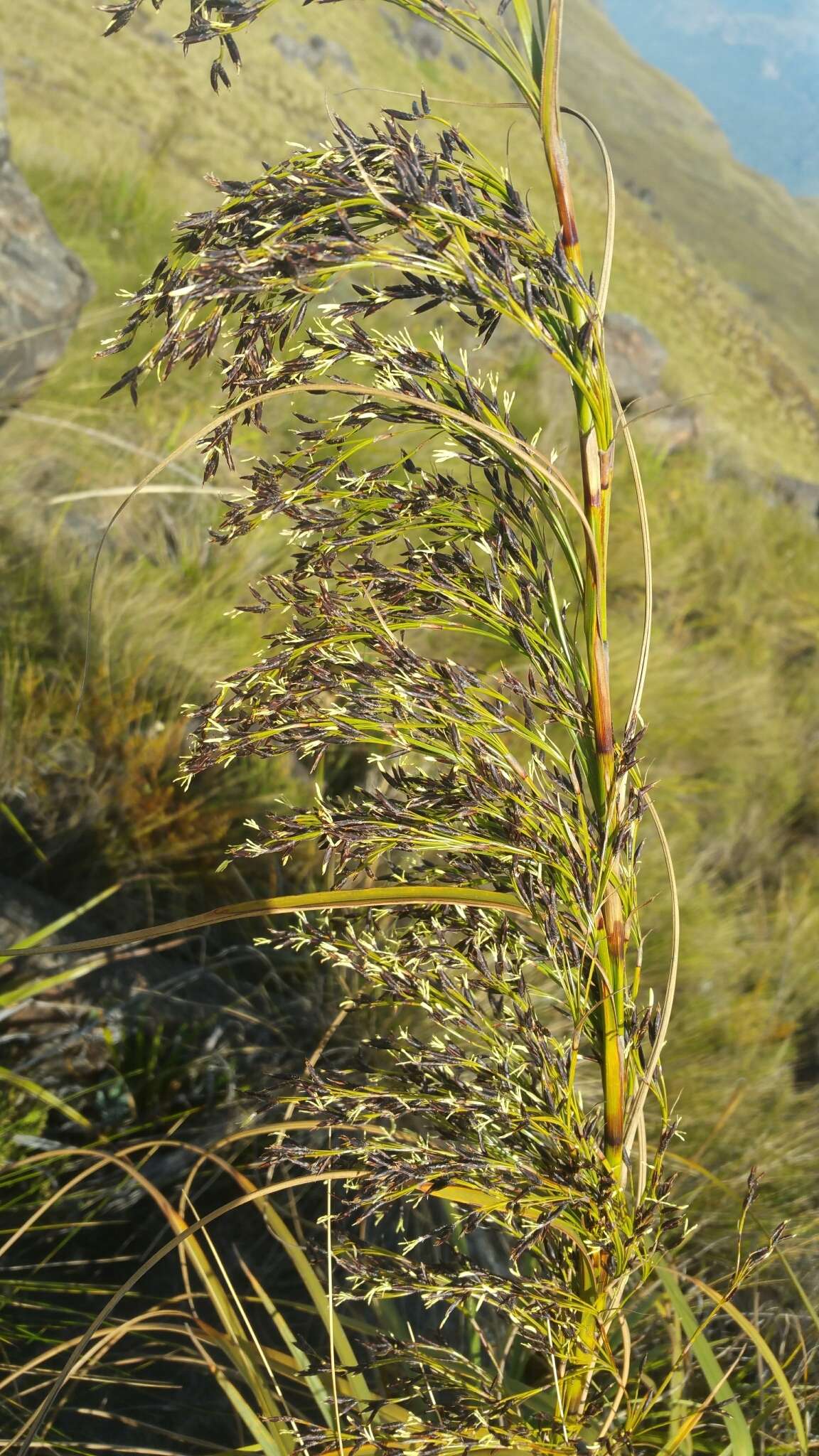 Image of Costularia robusta (Cherm.) Larridon