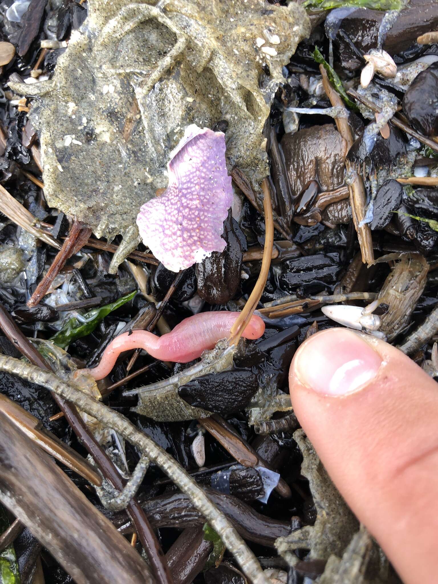 Image of rat-tailed fusiform sea cucumber