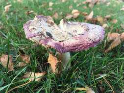 Image of Russula nitida (Pers.) Fr. 1838