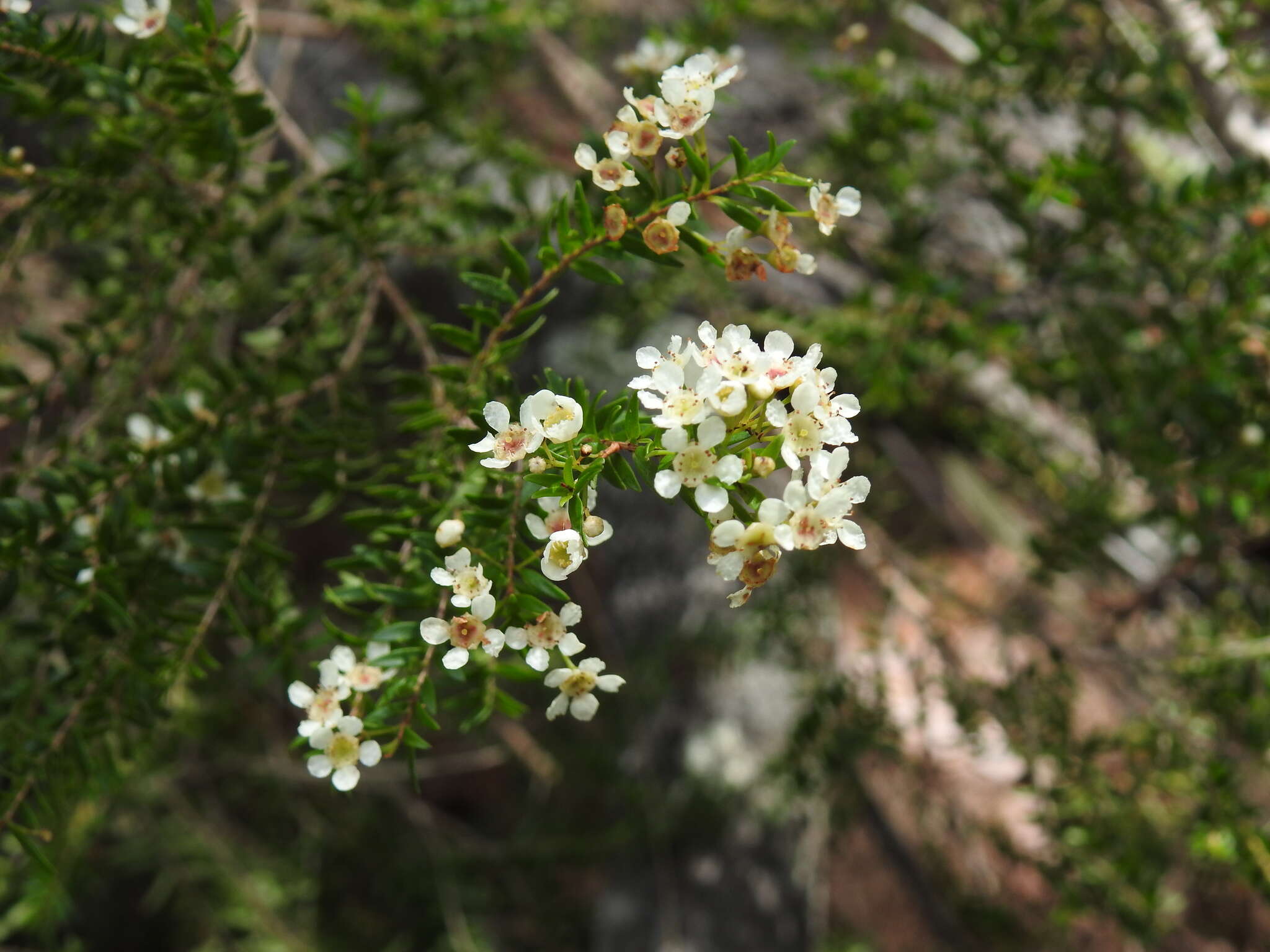 Image of Sannantha bidwillii (A. R. Bean) Peter G. Wilson