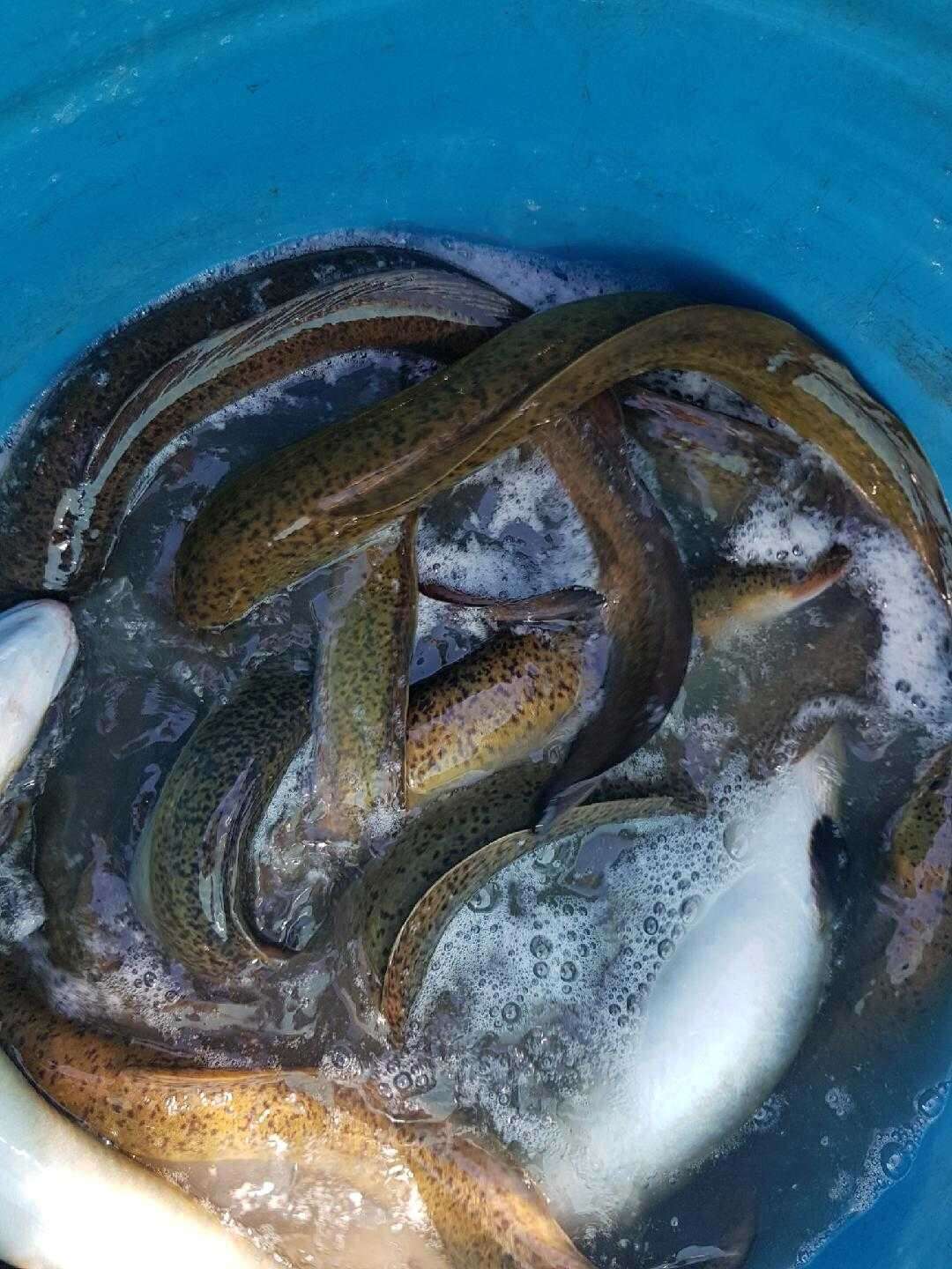 Image of Speckled longfin eel