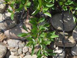 Image of <i>Prunus pumila</i> var. <i>depressa</i>