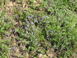 Image of Veronica multifida L.