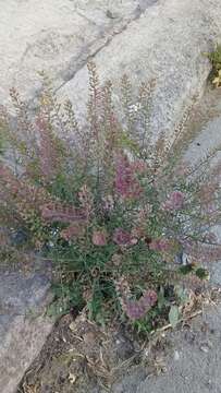 Image of Lepidium bipinnatifidum Desv.