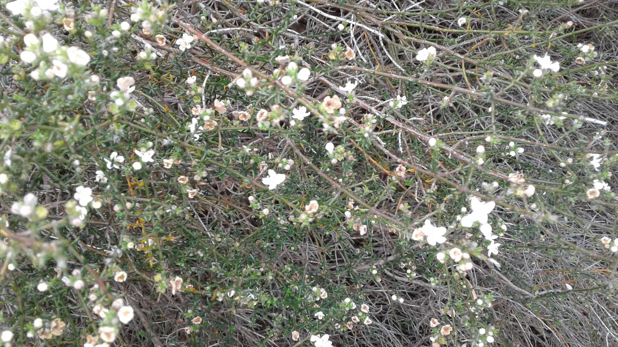 Image of Westringia rigida R. Br.