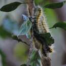 Image de Bombycomorpha pallida Distant 1897