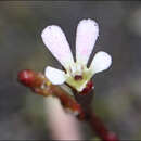 Image of Stylidium beaugleholei J. H. Willis