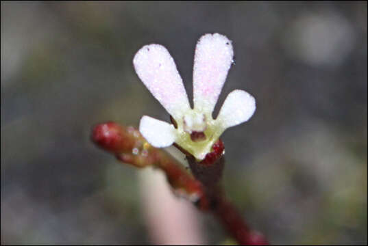 Image of Stylidium beaugleholei J. H. Willis