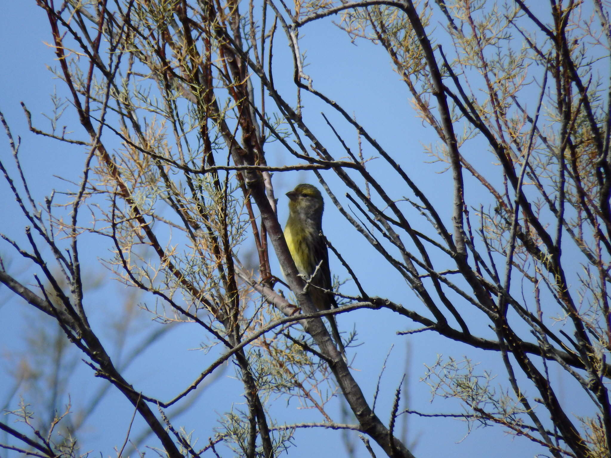 Image of Atlantic Canary