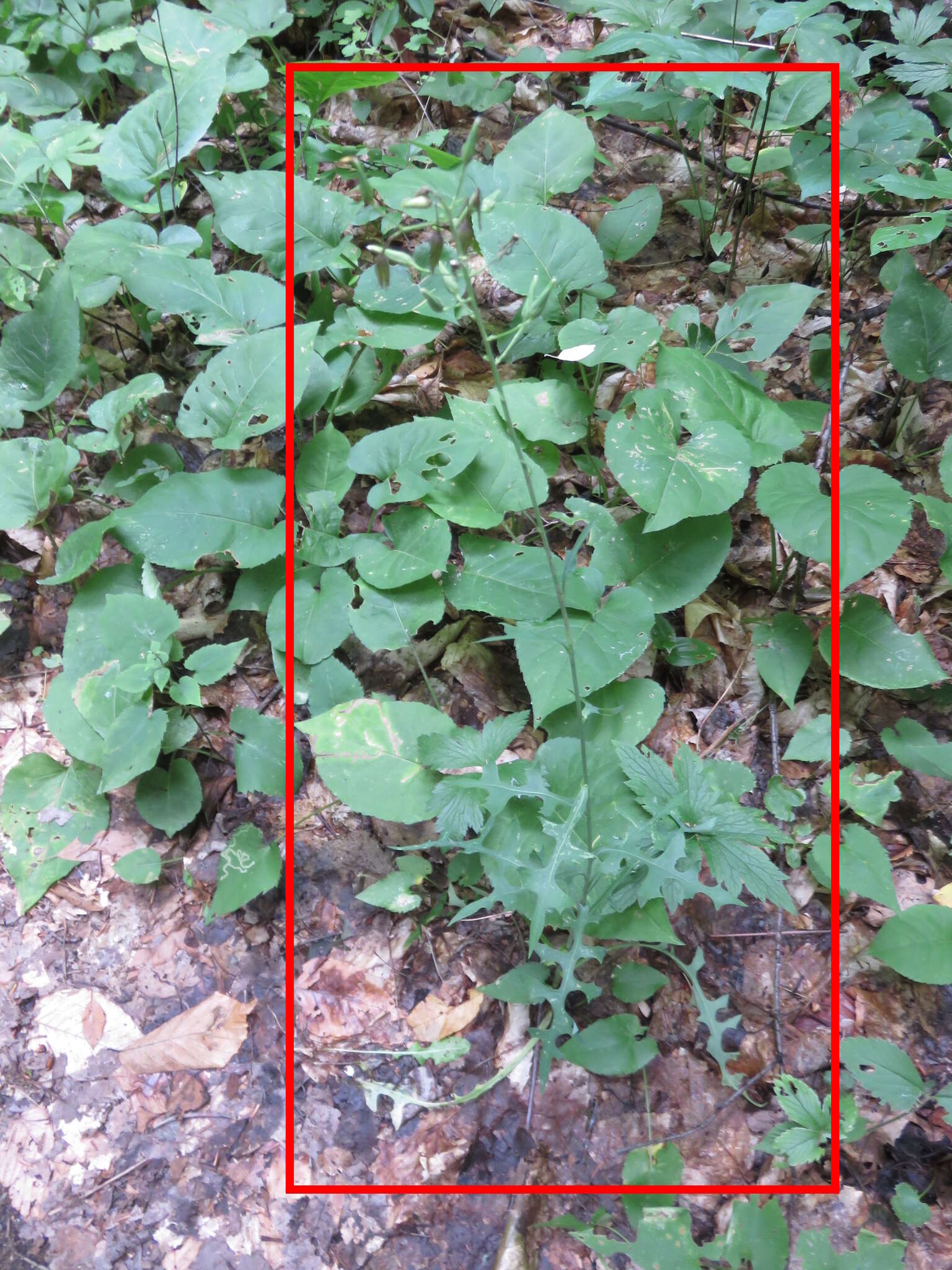 Imagem de Lactuca canadensis L.