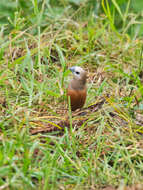 Image of Pale-headed Munia