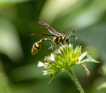 Phimenes flavopictus timorensis (Vecht 1959)的圖片