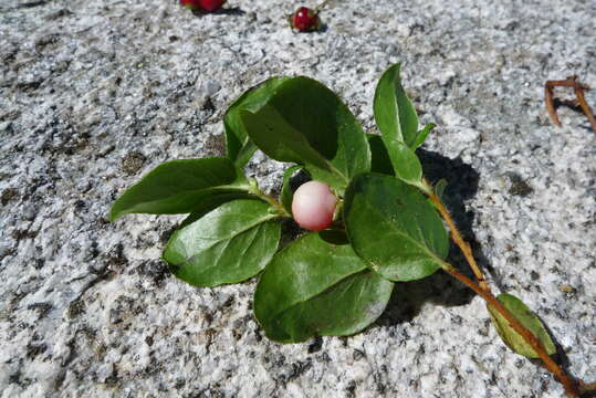 Gaultheria humifusa (R. Grah.) Rydb. resmi