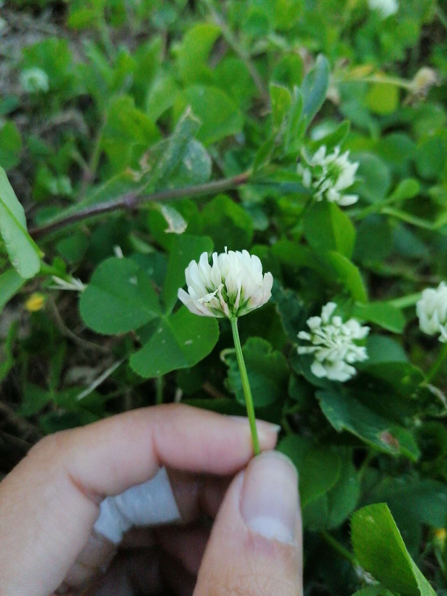 Image of small white clover