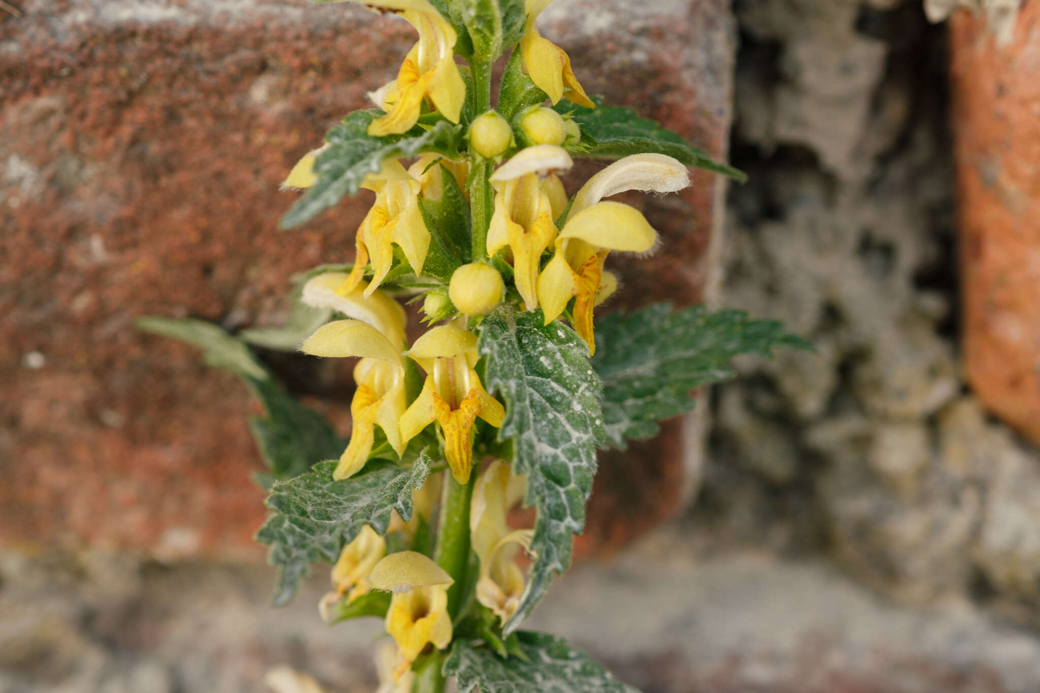 Lamium galeobdolon subsp. montanum (Pers.) Hayek的圖片