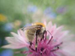 صورة Bombus laesus Morawitz 1875