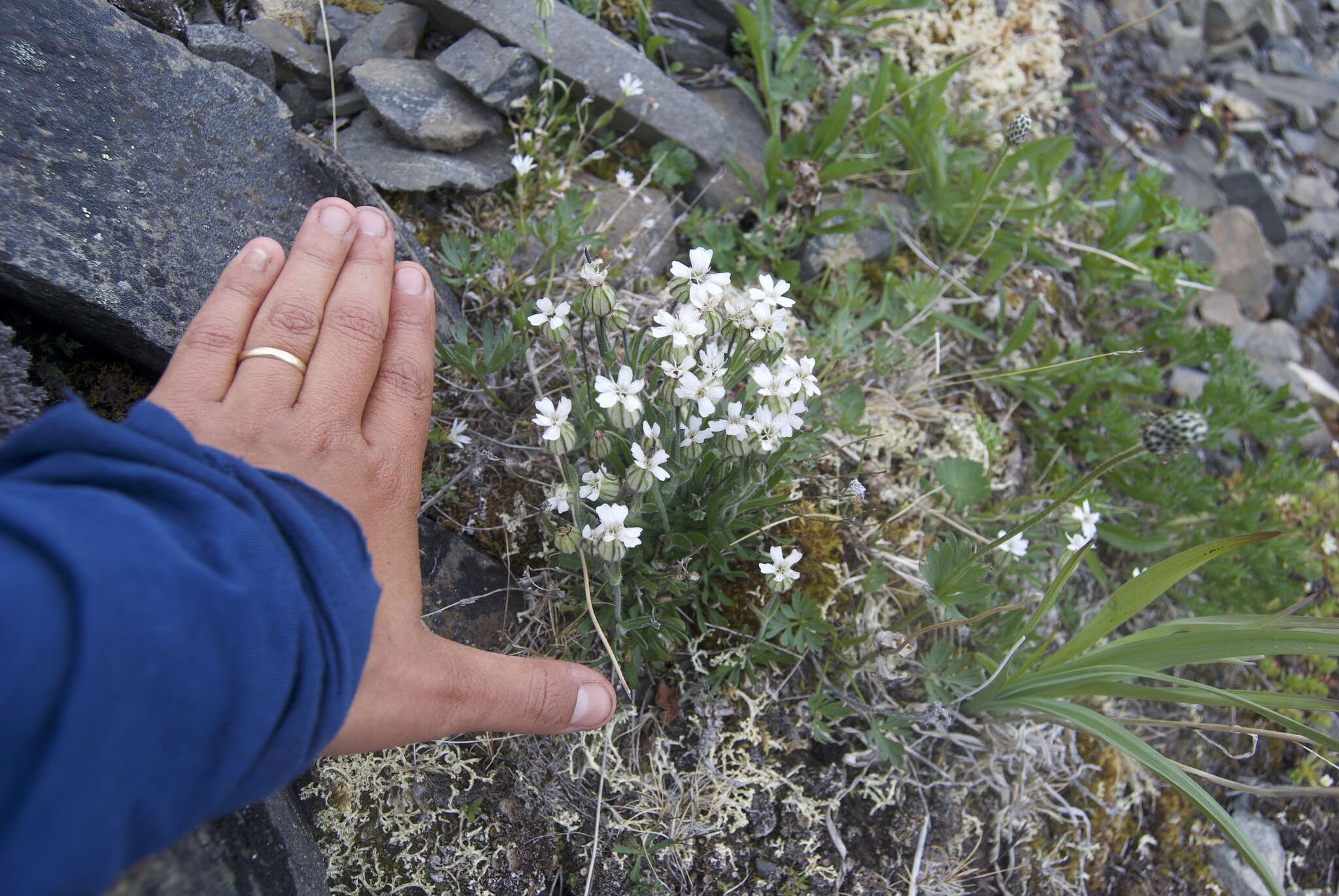 Imagem de Silene involucrata subsp. involucrata