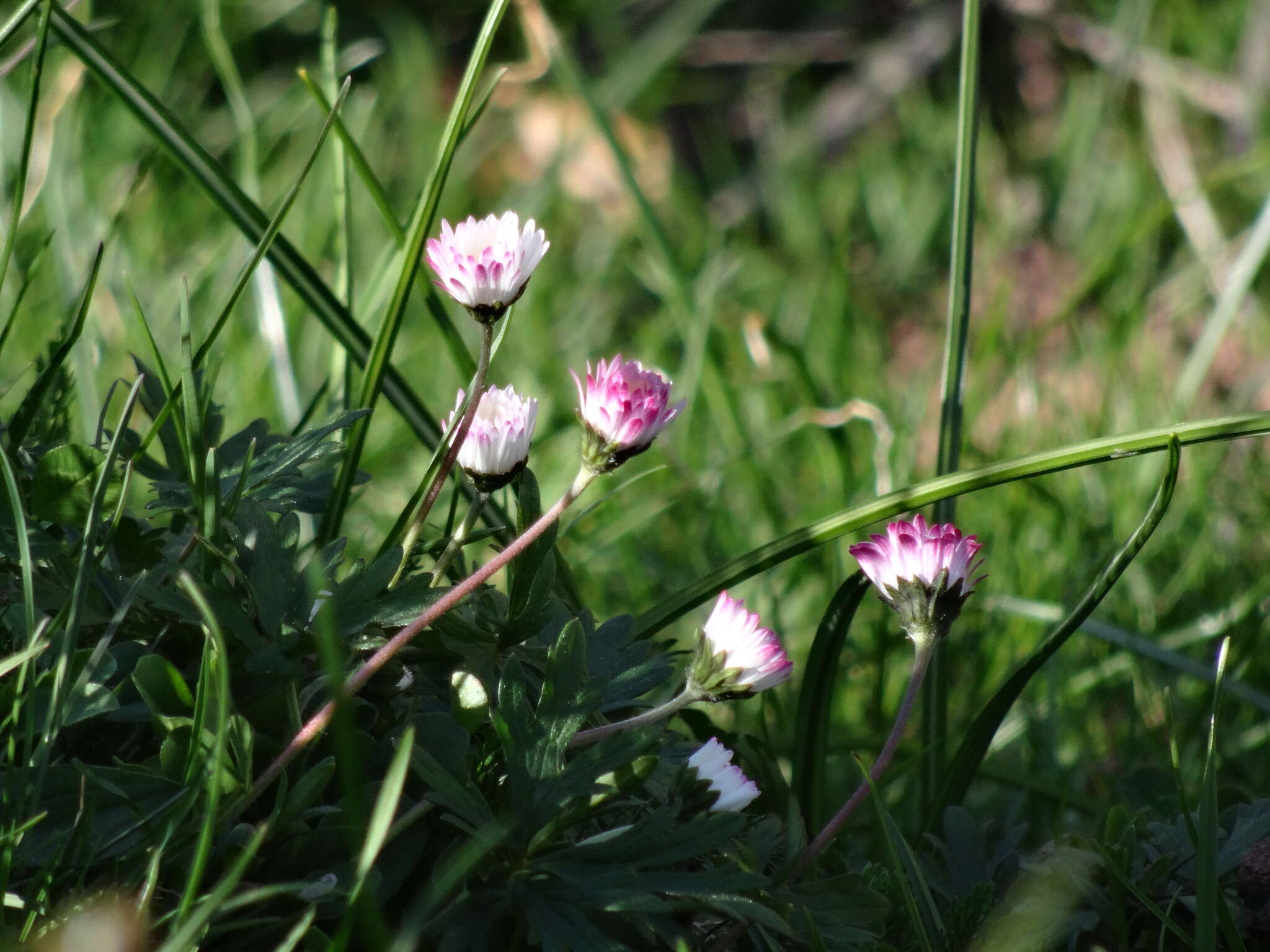 Image of Bellis sylvestris Cyr.