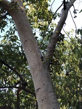 Imagem de Ficus racemosa L.