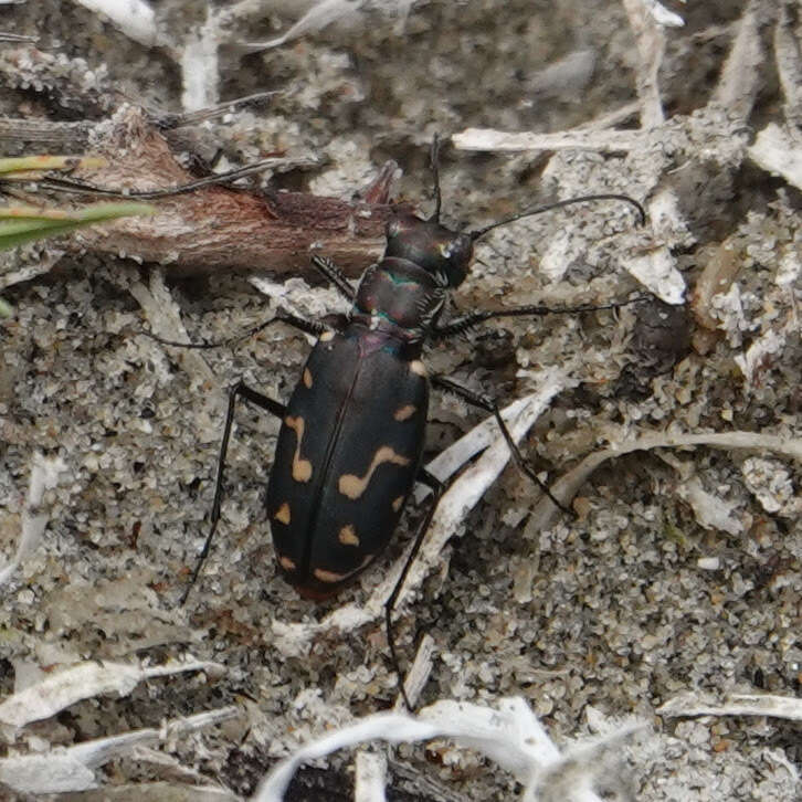 Image of <i>Cicindela <i>haemorrhagica</i></i> haemorrhagica