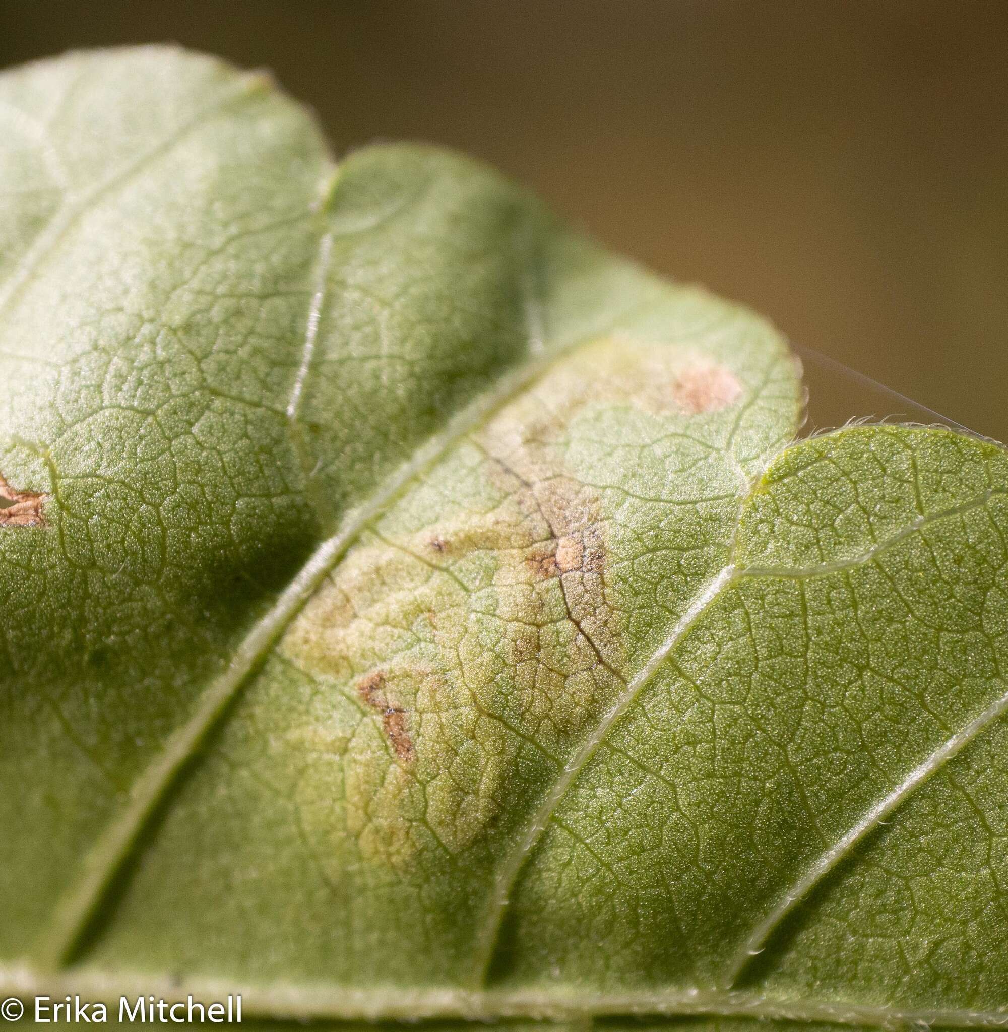 Sivun Stigmella intermedia (Braun 1917) Wilkinson et al. 1979 kuva