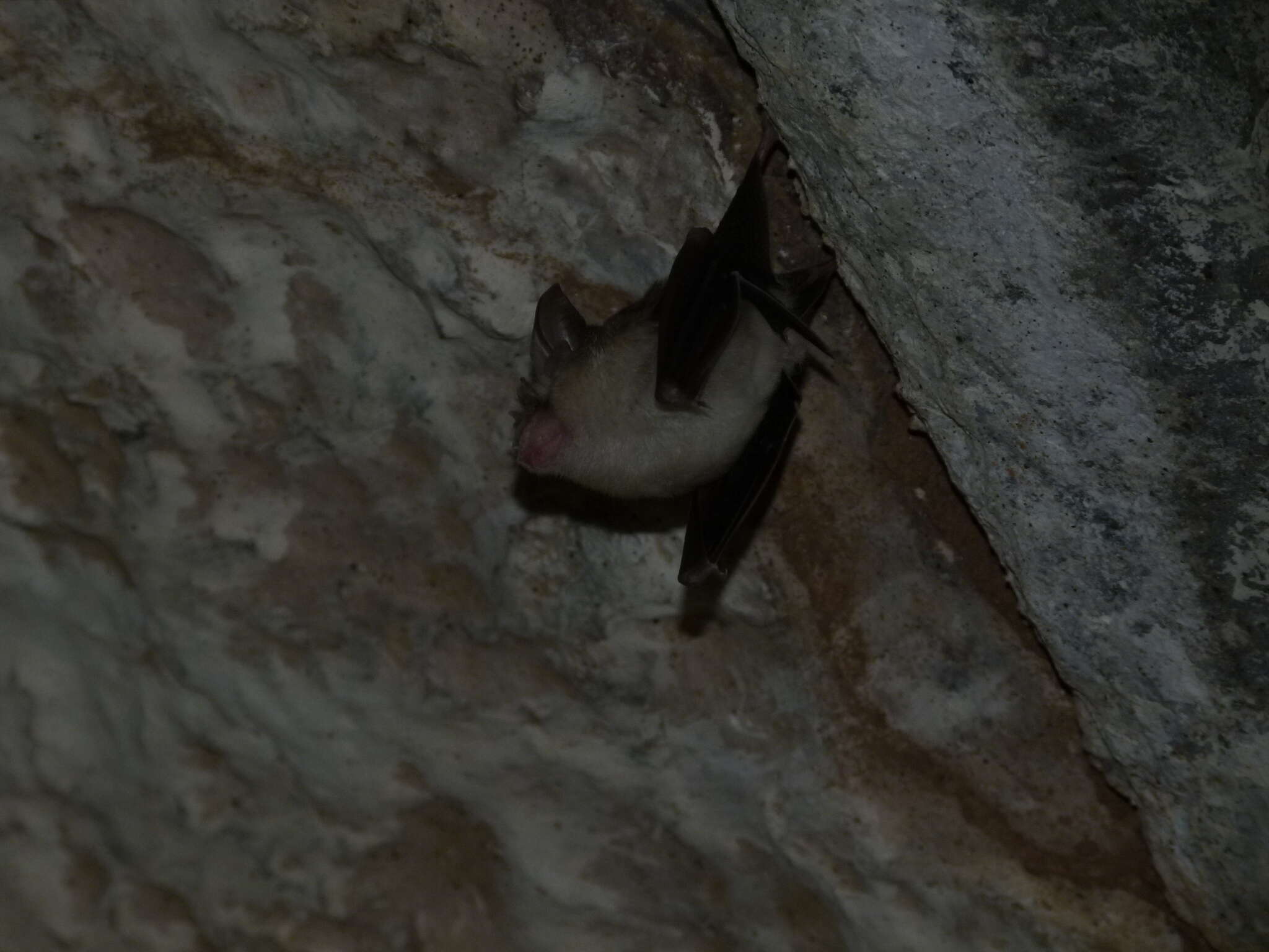 Image of Blyth's Horseshoe Bat