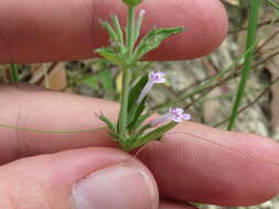 Hedeoma dentata Torr. resmi