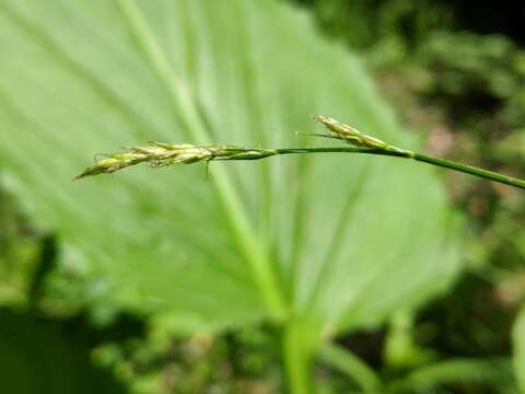 Imagem de Carex bromoides subsp. bromoides