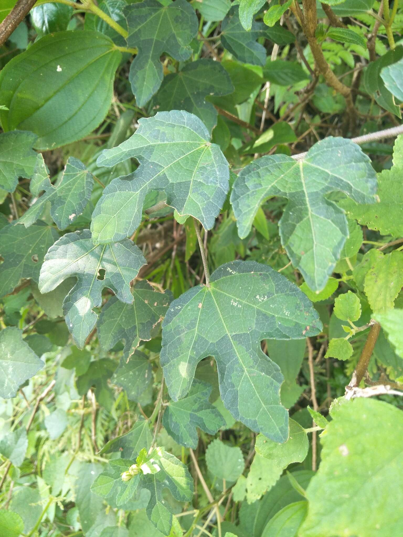 Image of bur mallow