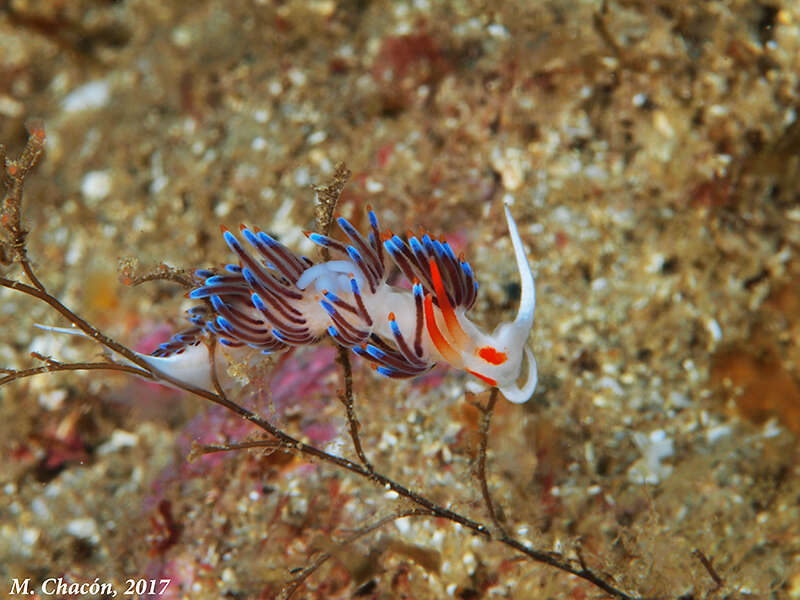 Image of Cratena Slug