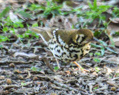 Image of Spotted Ground Thrush