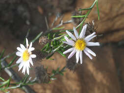 Image of Athrixia heterophylla (Thunb.) Less.