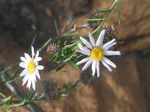 Image of Athrixia heterophylla (Thunb.) Less.