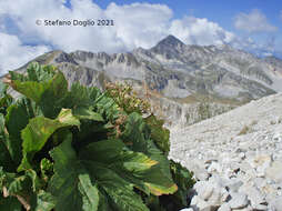 Image of Heracleum sphondylium subsp. orsinii (Guss.) H. Neumayer