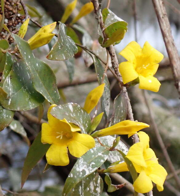 Image de Gelsemium rankinii Small