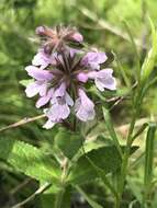 Image of Hairy Hedge-Nettle