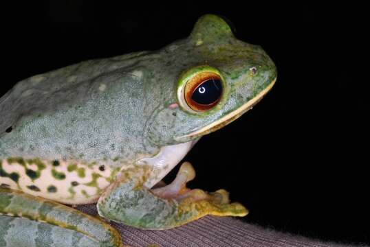 Image of Bright-eyed frog