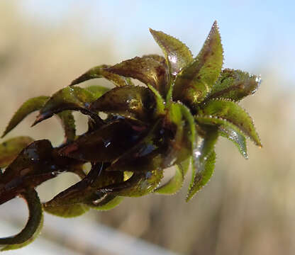 Image of Lagarosiphon ilicifolius Oberm.