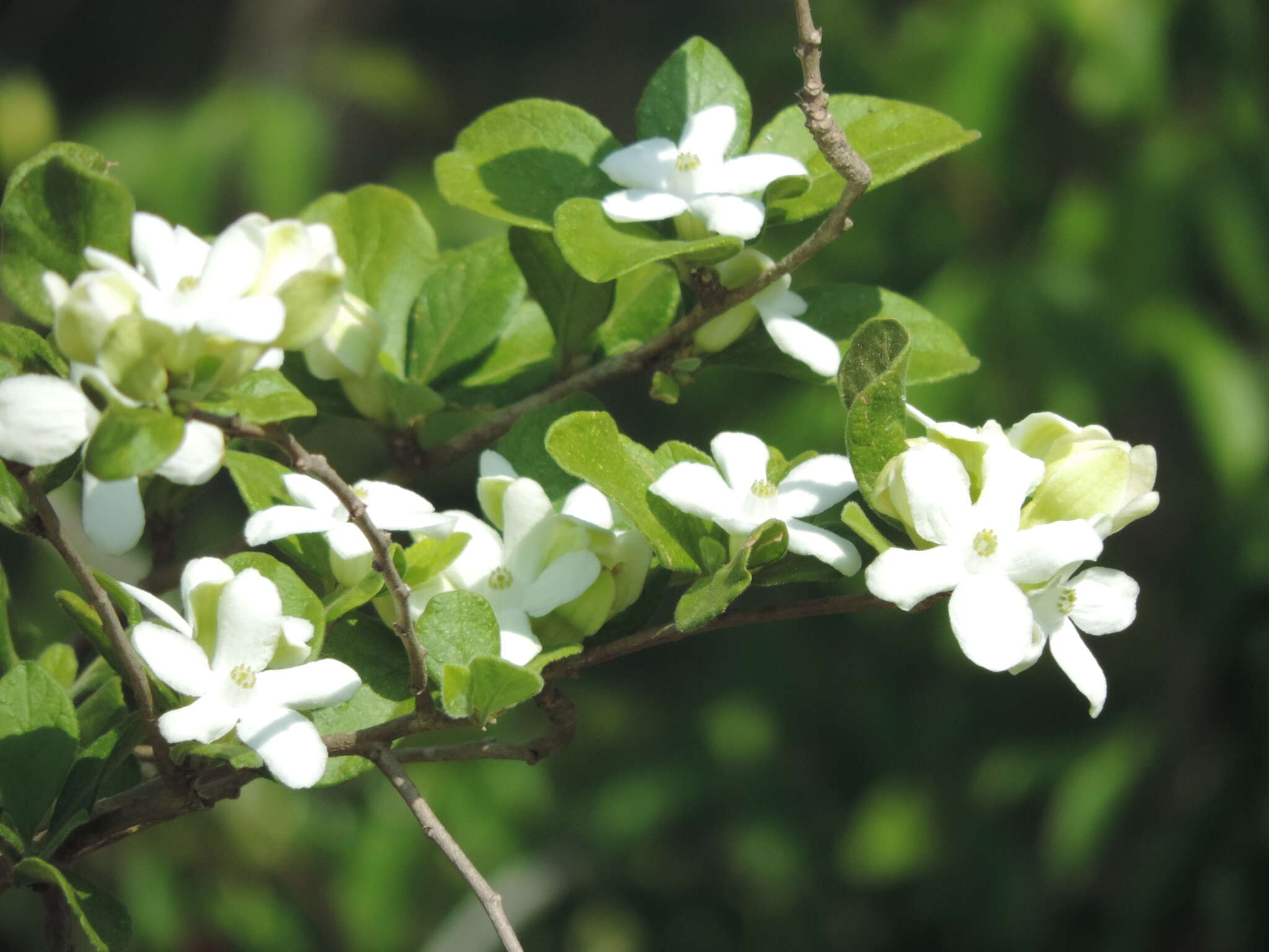 Image of Casearia yucatanensis (Standl.) T. Samar. & M. H. Alford