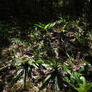 Image de Phragmipedium lindleyanum (M. R. Schomb. ex Lindl.) Rolfe