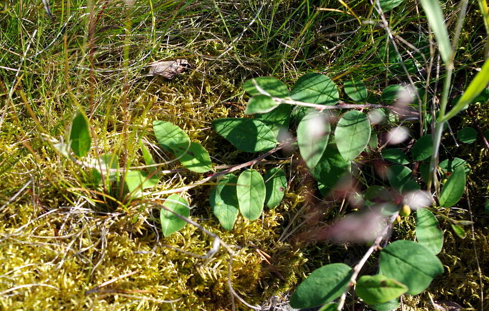 Image of Cotoneaster cinnabarinus Juz.