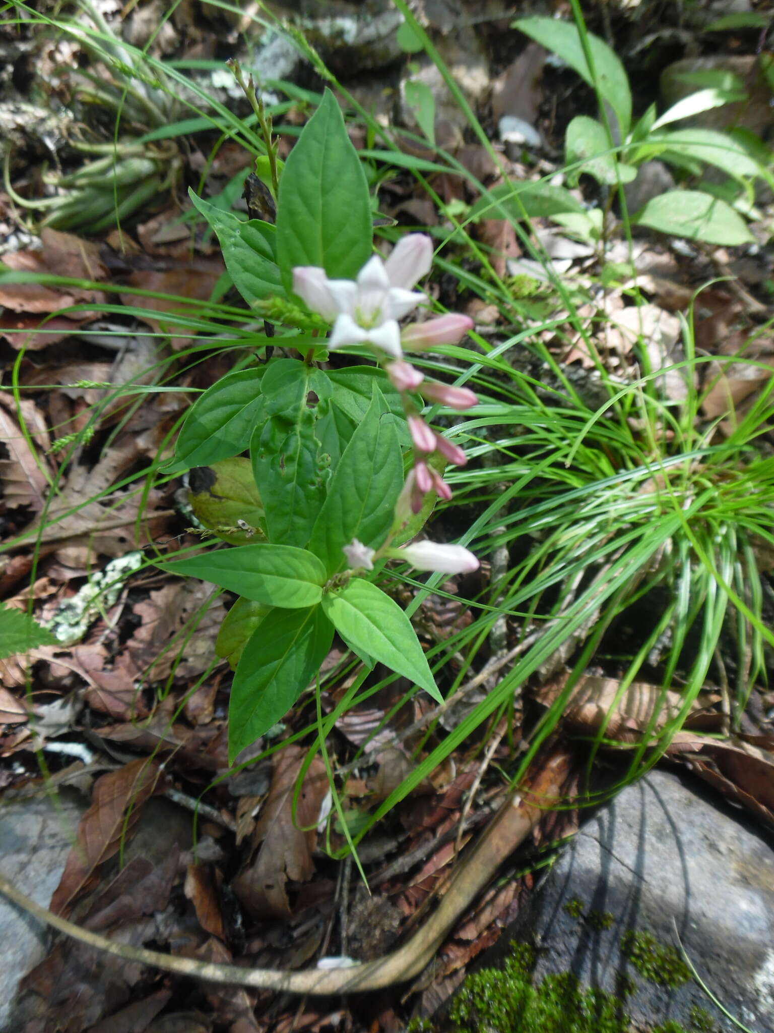 Imagem de Spigelia scabra Cham. & Schltdl.