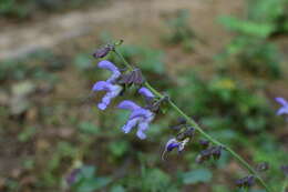 Image of red sage