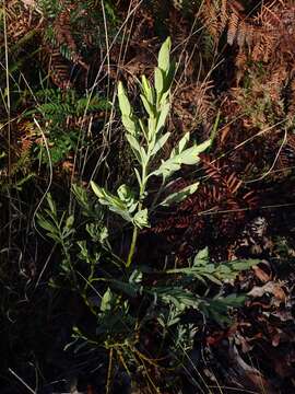 Image of Olax angulata A. S. George