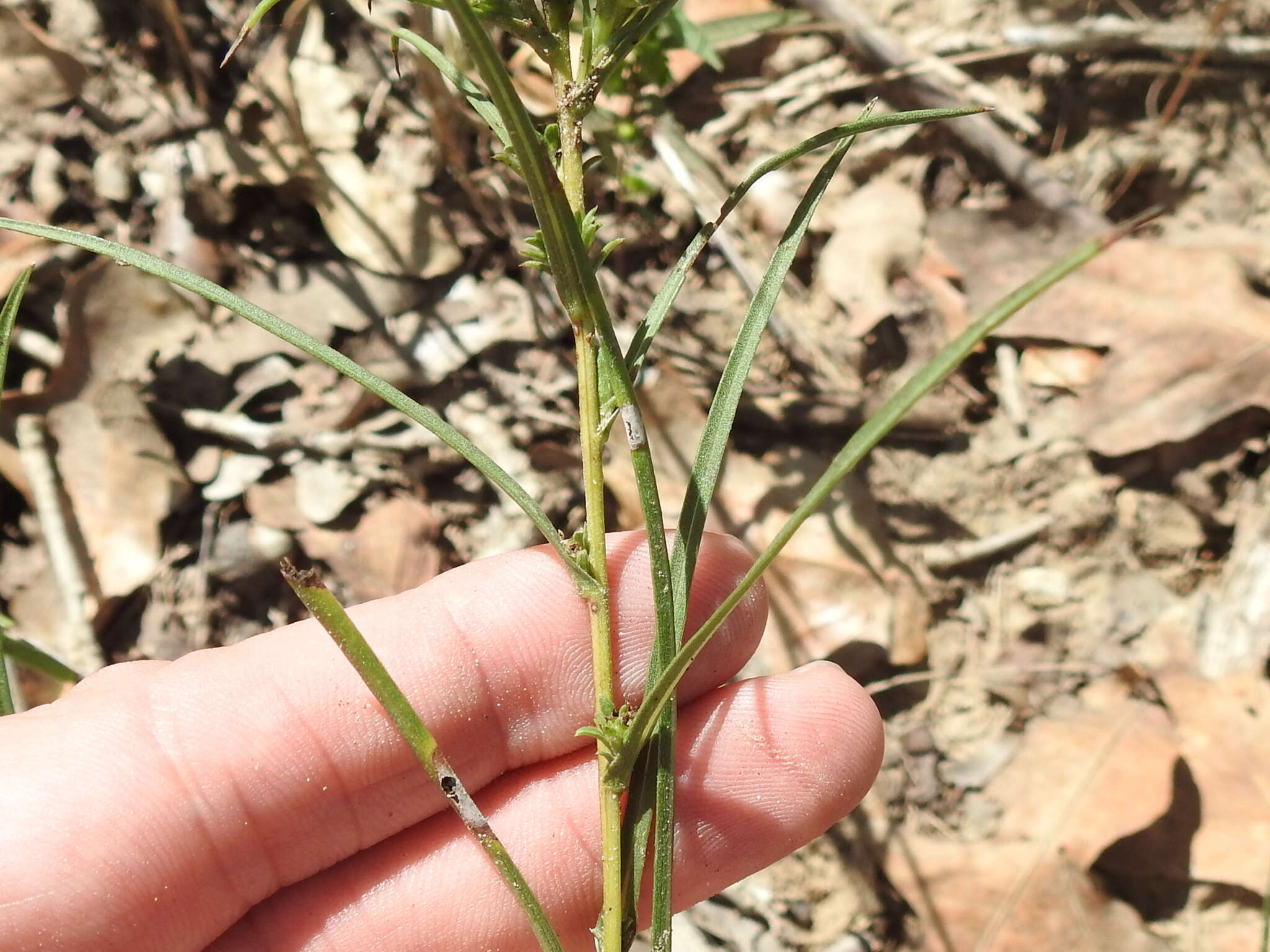 Image of southern prairie aster